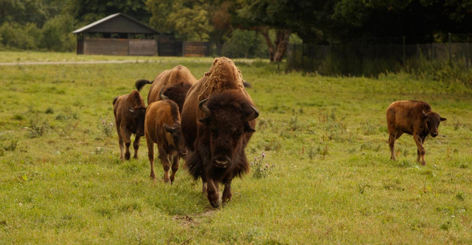 Hotel Knuthenborg Safaripark Maribo Zewnętrze zdjęcie