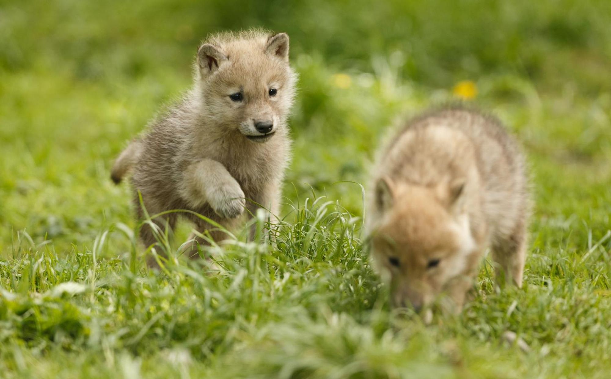 Hotel Knuthenborg Safaripark Maribo Zewnętrze zdjęcie