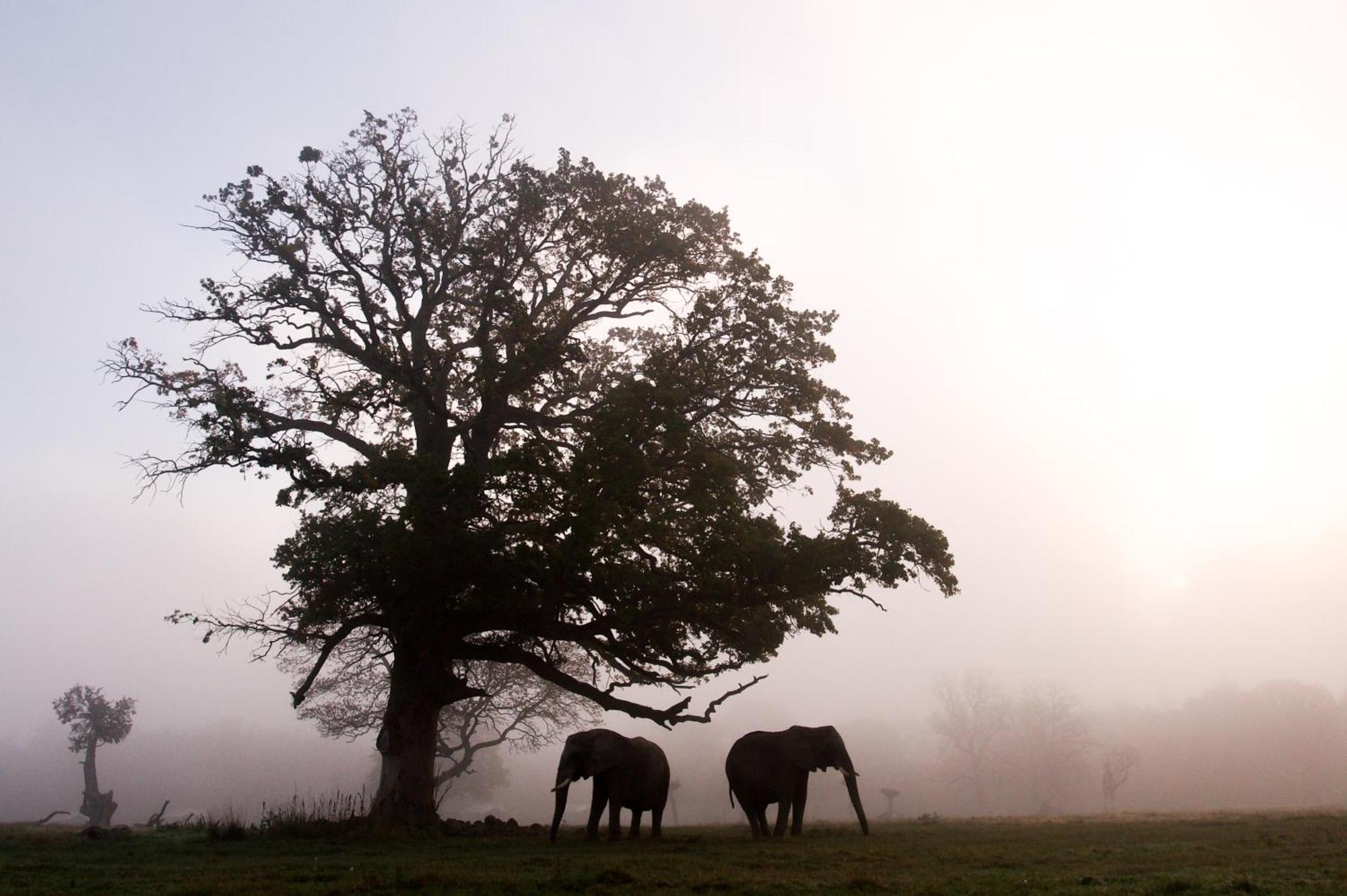 Hotel Knuthenborg Safaripark Maribo Zewnętrze zdjęcie