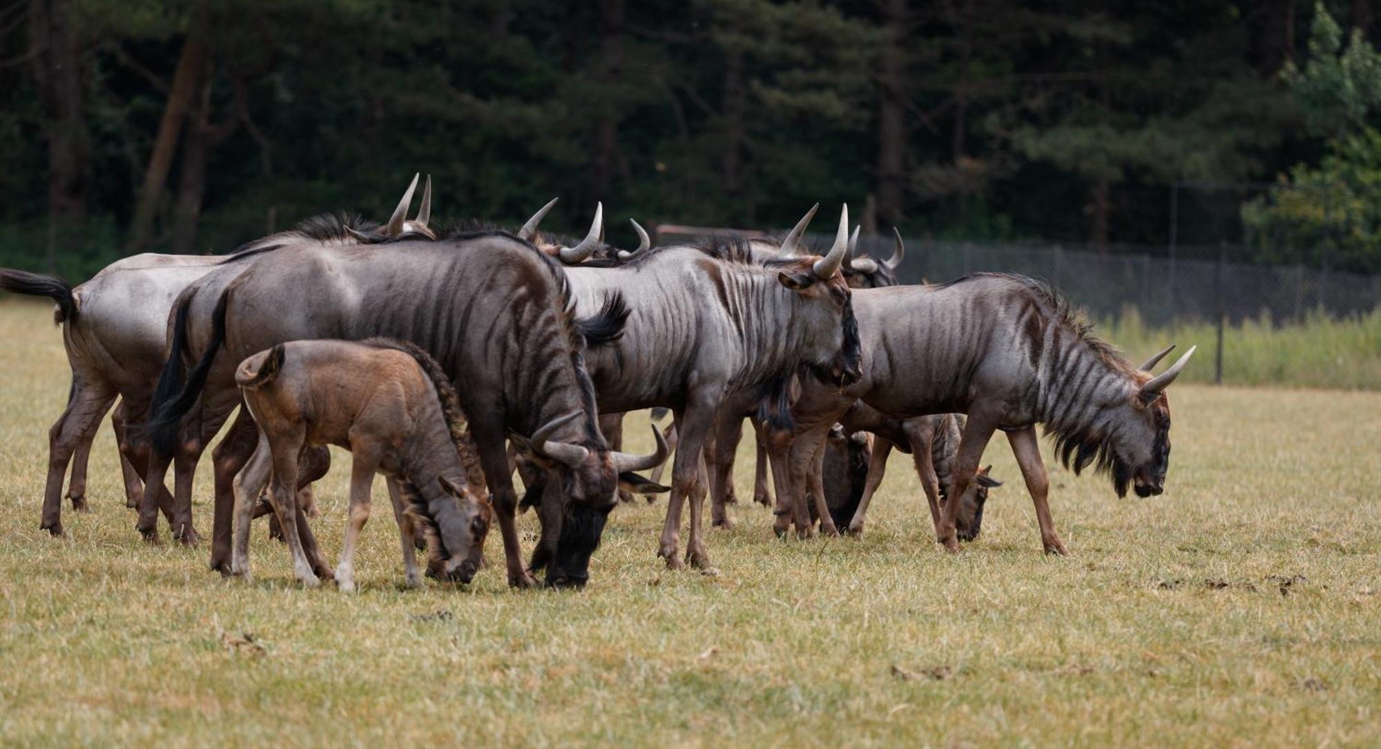Hotel Knuthenborg Safaripark Maribo Zewnętrze zdjęcie
