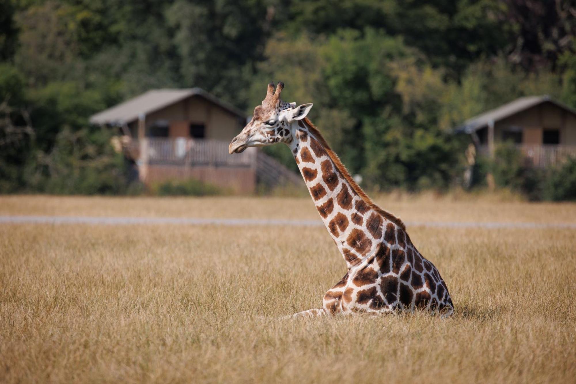 Hotel Knuthenborg Safaripark Maribo Zewnętrze zdjęcie