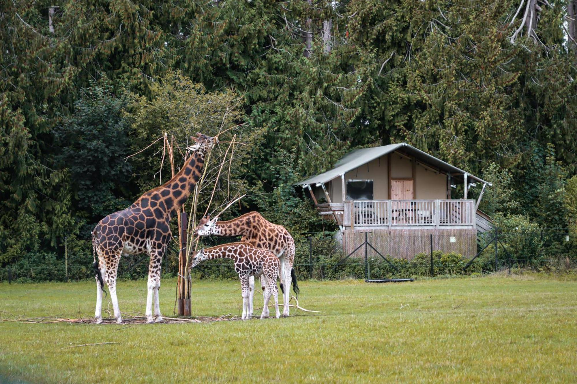 Hotel Knuthenborg Safaripark Maribo Zewnętrze zdjęcie