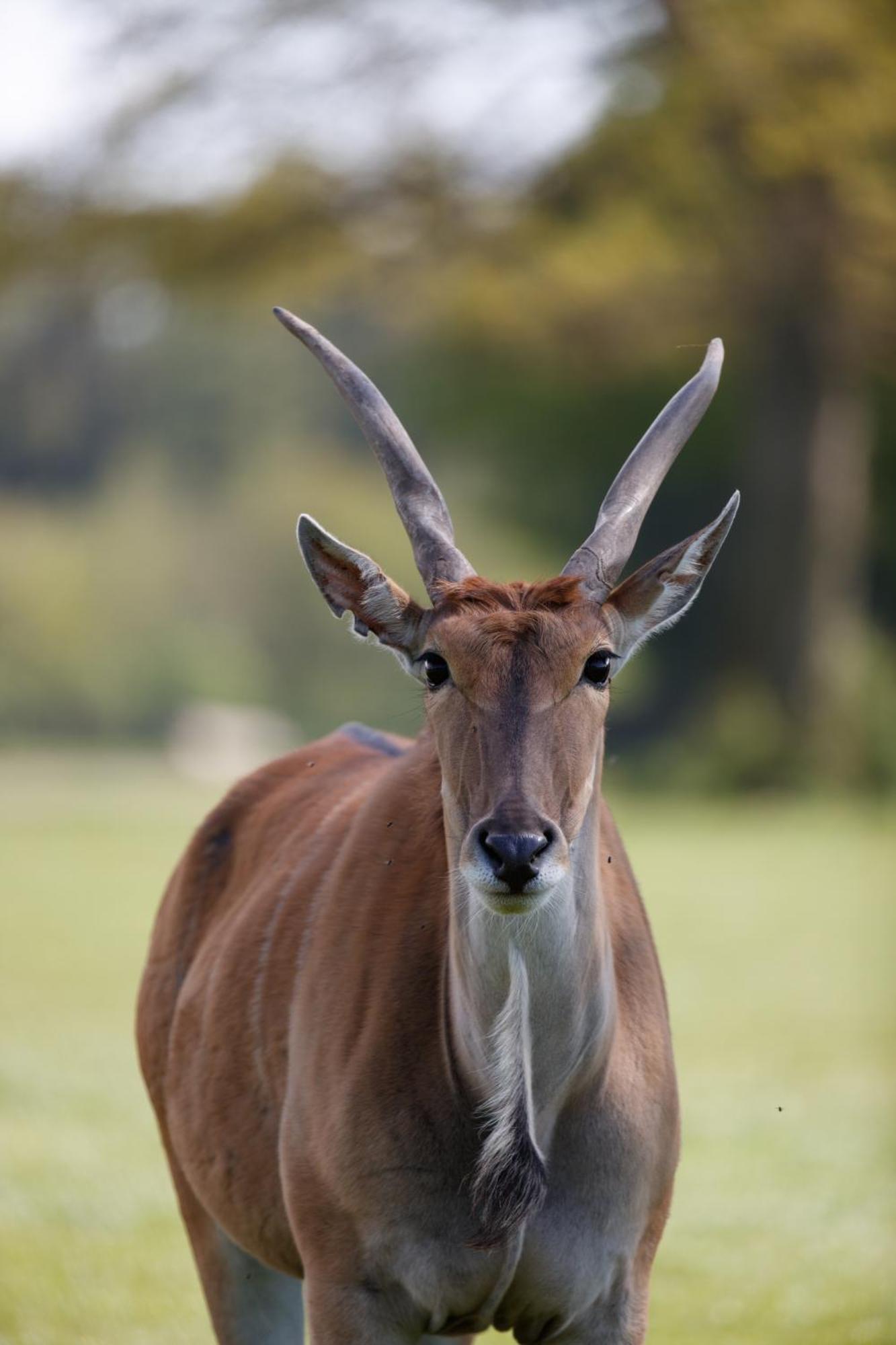 Hotel Knuthenborg Safaripark Maribo Zewnętrze zdjęcie