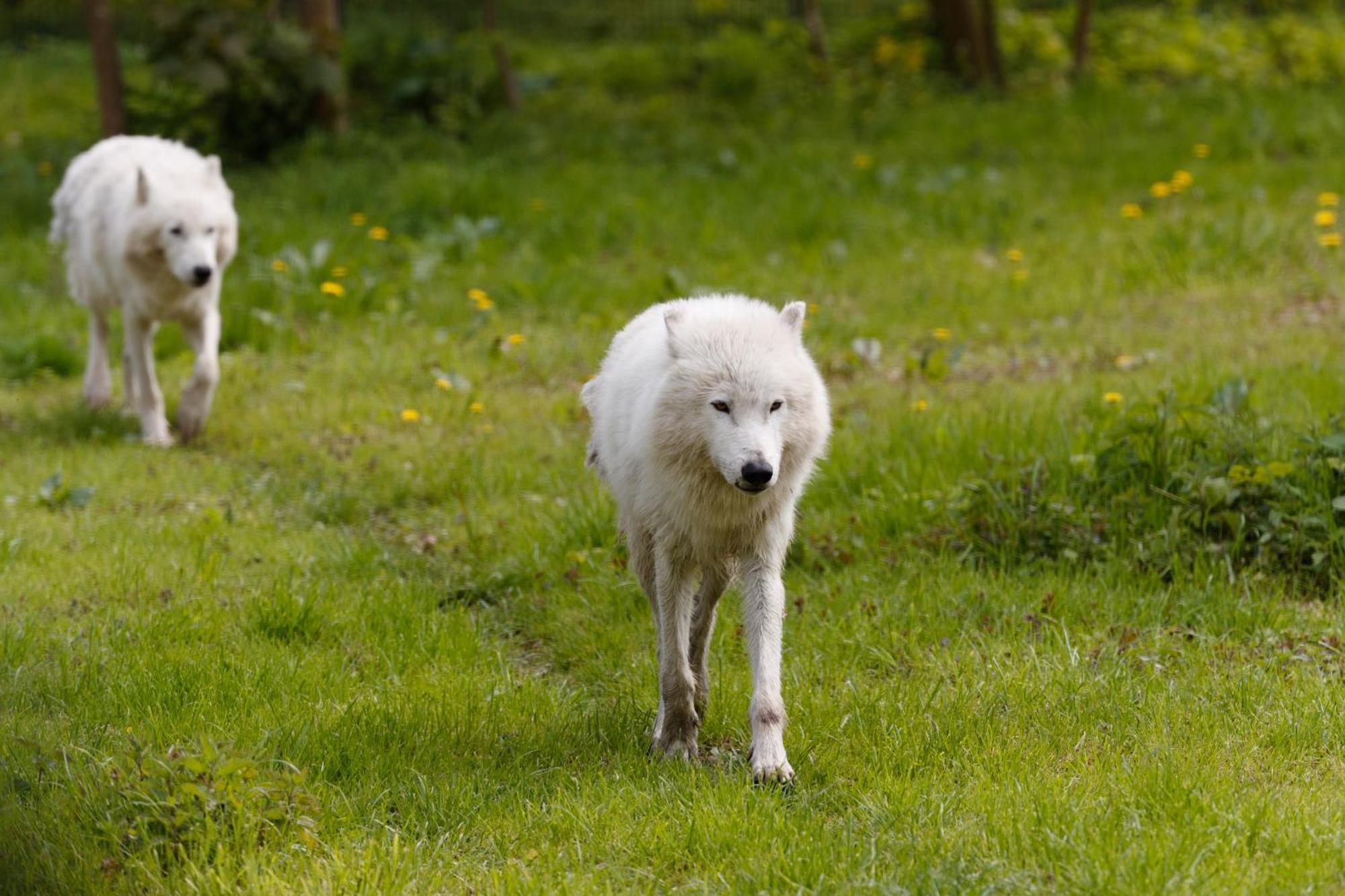 Hotel Knuthenborg Safaripark Maribo Zewnętrze zdjęcie