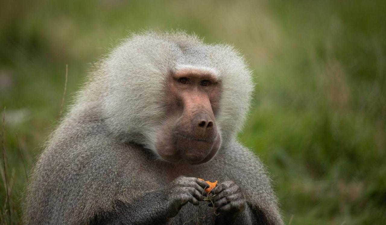 Hotel Knuthenborg Safaripark Maribo Zewnętrze zdjęcie