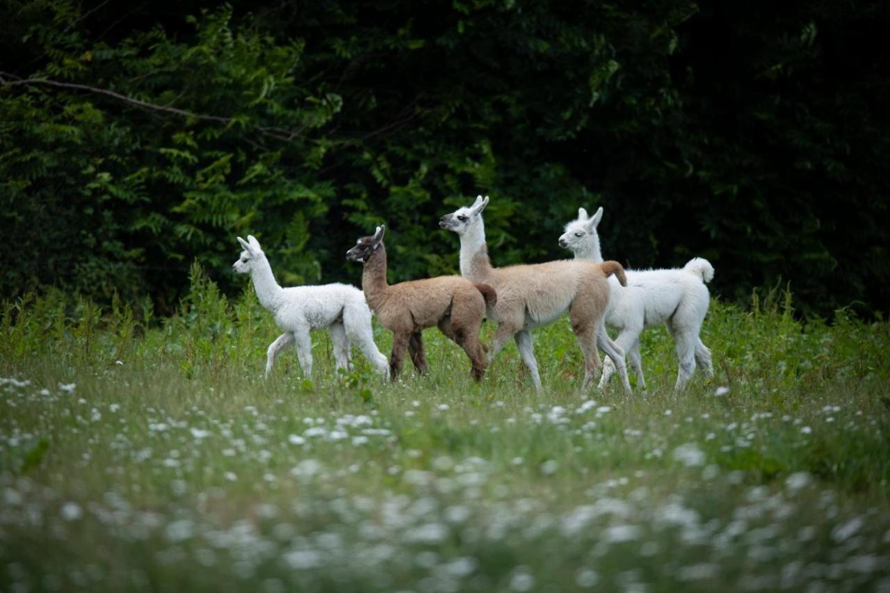 Hotel Knuthenborg Safaripark Maribo Zewnętrze zdjęcie