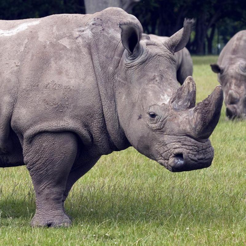 Hotel Knuthenborg Safaripark Maribo Zewnętrze zdjęcie